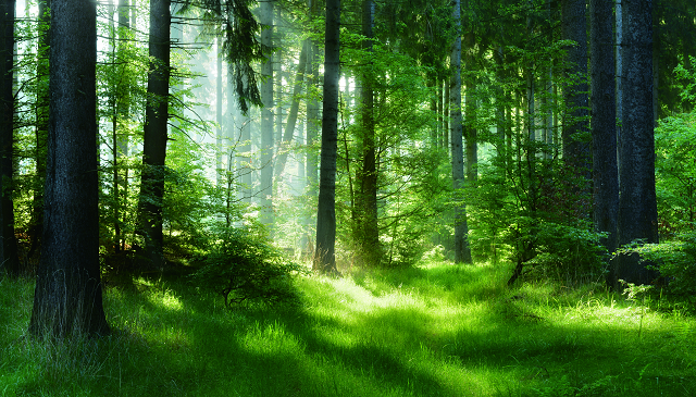 gibier soapー野生のイノシシ脂を使った無添加石鹸ー